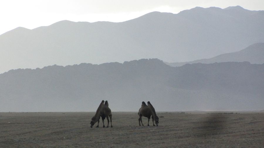 Экспедиция в Монголию